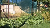 Imagen de Más de 120 plantas de marihuana encontraron en el albergue transitorio
