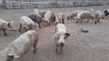 El Deliberante votó el rechazo de la propuesta de las factorías por amplia mayoría. Foto archivo.