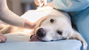 Castración, la opción más importante para cuidar a las mascotas