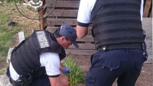 Secuestraron armas y plantas de cannabis en el oeste de Neuquén