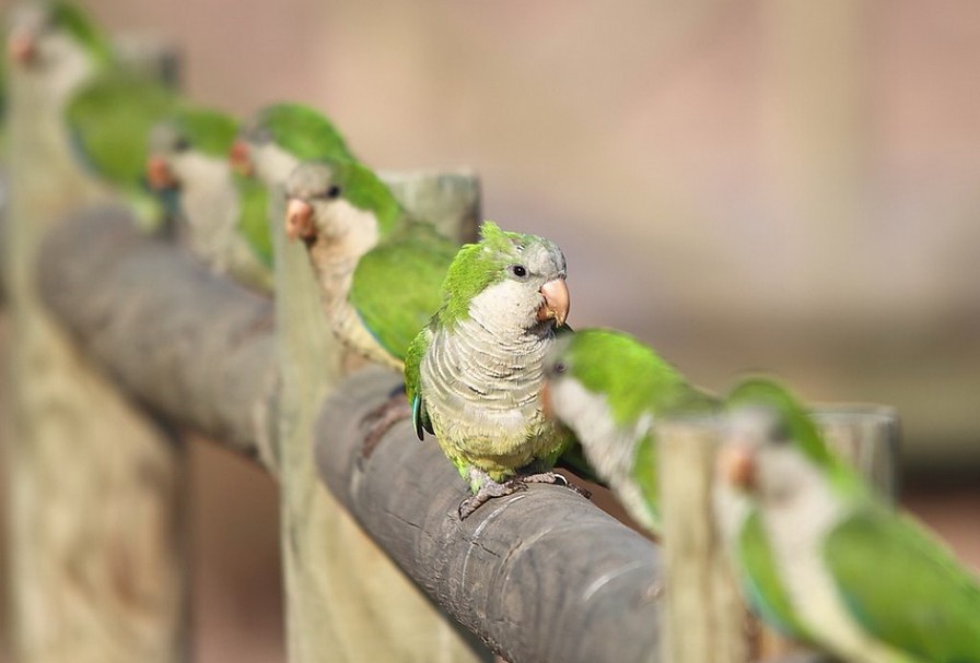 Las aves infectadas pueden presentarse decaídas, con pérdida de peso, conjuntivitis, diarrea, dificultad respiratoria o muerte.