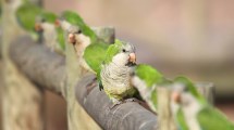 Imagen de Aves: seguí estas recomendaciones para prevenir la psitacosis en esta época del año