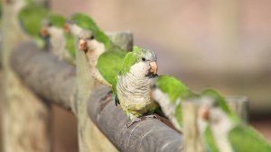 Aves: seguí estas recomendaciones para prevenir la psitacosis en esta época del año