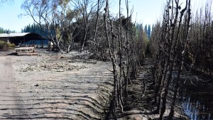 Importante incendio consumió varias hectáreas en la zona de Guerrico