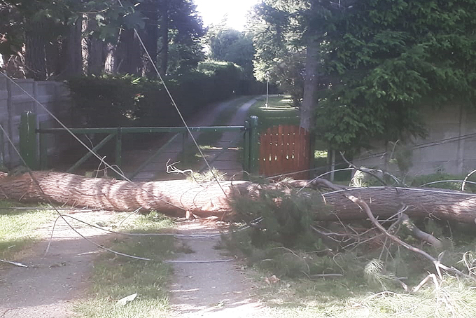 Uno de los árboles caídos con el temporal de viento. Foto Gentileza CEB