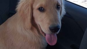 Una familia busca intensamente a Toto, el perro de un niño con autismo