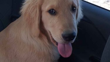 Toto, tiene cuatro meses y desapareció en Valentina Norte Rural. Foto: gentileza 