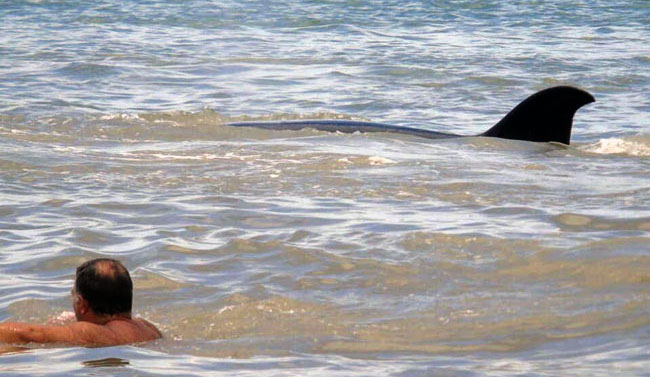 Después del tiburón, en Monte Hermoso ahora apareció una orca. Foto: Gentileza