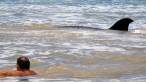 Después del tiburón, ahora apareció una orca en Monte Hermoso