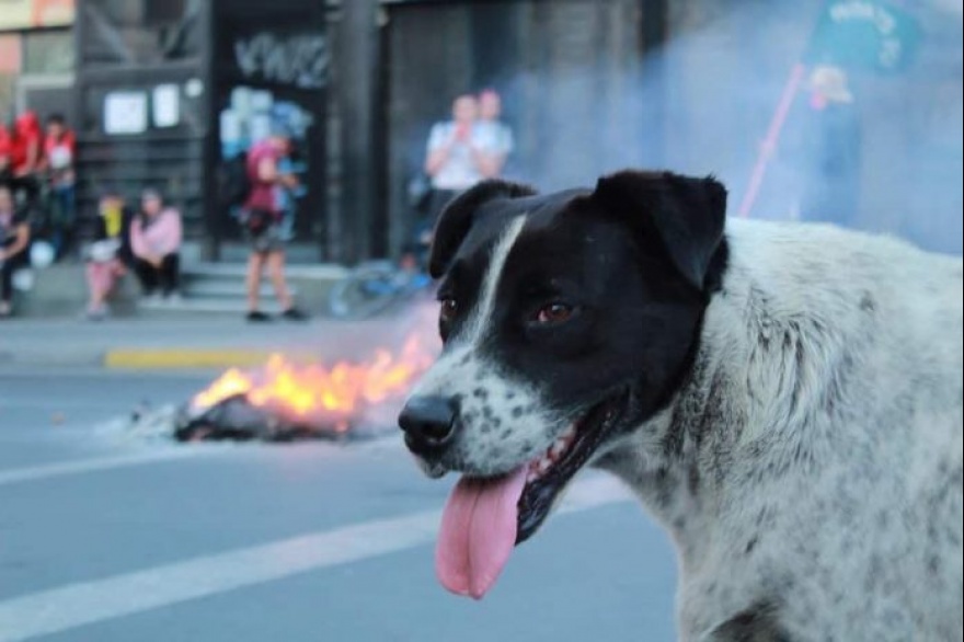 "Vaquita", el perro símbolo de las manifestaciones en Antofagasta. Foto: Gentileza Diario Antofagasta