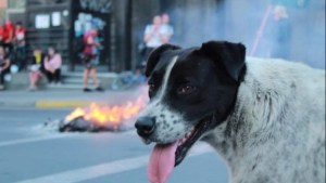En Antofagasta hicieron una falsa marcha para llevar a la perra «Vaquita» al veterinario