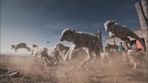 Imagen de Los corderos en el aire y otras fotos finalistas del concurso del Voy