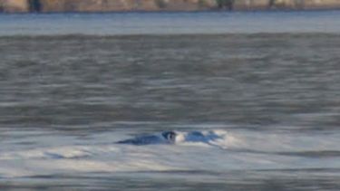 Este es un acercamiento de la foto que tomó la periodista de Villa la Angostura. (Gentileza).-