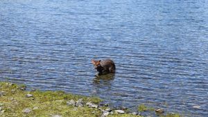 Sorpresiva visita de un pudú a una familia en el lago Lácar