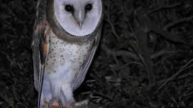 Analizan si las lechuzas muertas están vinculadas a la caña colihue.  imagen ilustrativa gentileza del COA Tintica de Villa la Angostura.