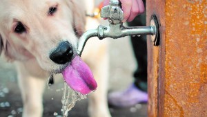 Deshidratación en perros y gatos, una condición difícil de detectar