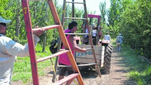 Esta semana llegarán los trabajadores»golondrina» en medio de rigurosos protocolos
