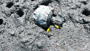 Uno de los artefactos encontrados este sábado. Se investiga su origen. (Foto: Gentileza) 