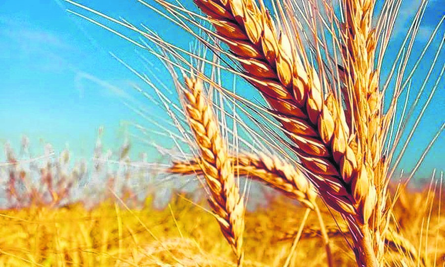 “Ya hay especulaciones de una importante escasez del trigo a nivel global”, dijo el ministro Manzur al expresar la preocupación oficial. 