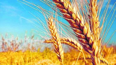 “Ya hay especulaciones de una importante escasez del trigo a nivel global”, dijo el ministro Manzur al expresar la preocupación oficial. 