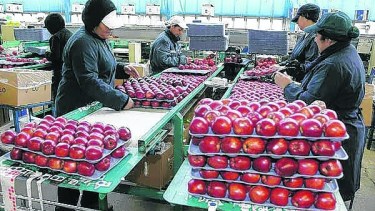 Las exportaciones regionales de manzanas a Brasil crecieron 42%