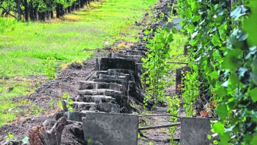 Adiós a la alameda. Una imagen que se repite en muchas chacras de la región. (Foto: César Izza)