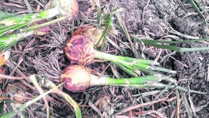 Se perdieron 200 hectáreas de cebolla en el Valle Inferior