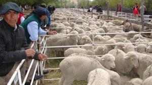 La Fiesta Nacional de la Lana hace palpitar a Maquinchao