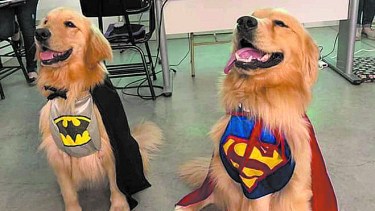 En las mejores «patas»: los animales que ayudan