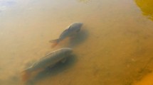 Imagen de Las carpas que viven en la fuente sucia del Parque Central de Neuquén