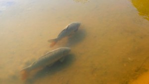 Video: mirá las carpas que aparecieron en un canal de Neuquén