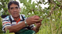 Imagen de Jorge Barrera, obrero de la fruta y peón de su tierra, uno de los que hizo Valle Azul