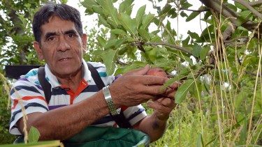 Jorge Barrera, trabajador rural de Valle Azul, homenajeado en la Fiesta Nacional de la Manzana 2020. Foto: Nestor Salas