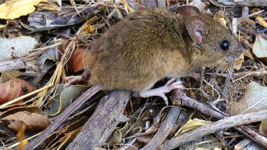 El hantavirus es transmitido por el ratón colilargo que habita la cordillera. Archivo
