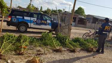 Secuestraron 20 plantas de marihuana en Allen