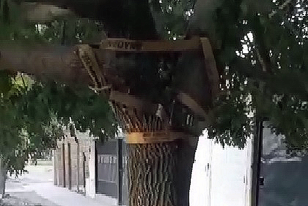 Un vecino cipoleño "remendó" un árbol con una faja, la tiene que devolver y teme que caiga sobre su casa. (Foto: Captura)

