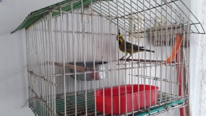 Recuperan aves en peligro de extinción