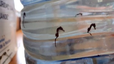 El secuestro se produjo el fin de semana y los caballitos de mar ya fueron liberados.  Fotos gentileza Diego Luzzatto.