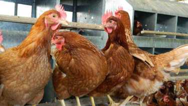 Criancero sufrió una enfermedad profesional y será indemnizado por la ART. (Foto: Archivo)