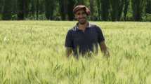 Imagen de Trigos de alto rendimiento en el Norte Patagónico