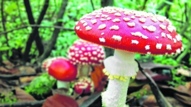 Típico de los cuentos de duendes, el Amanita muscaria crece en nuestra cordillera y tiene una alta toxicidad.  