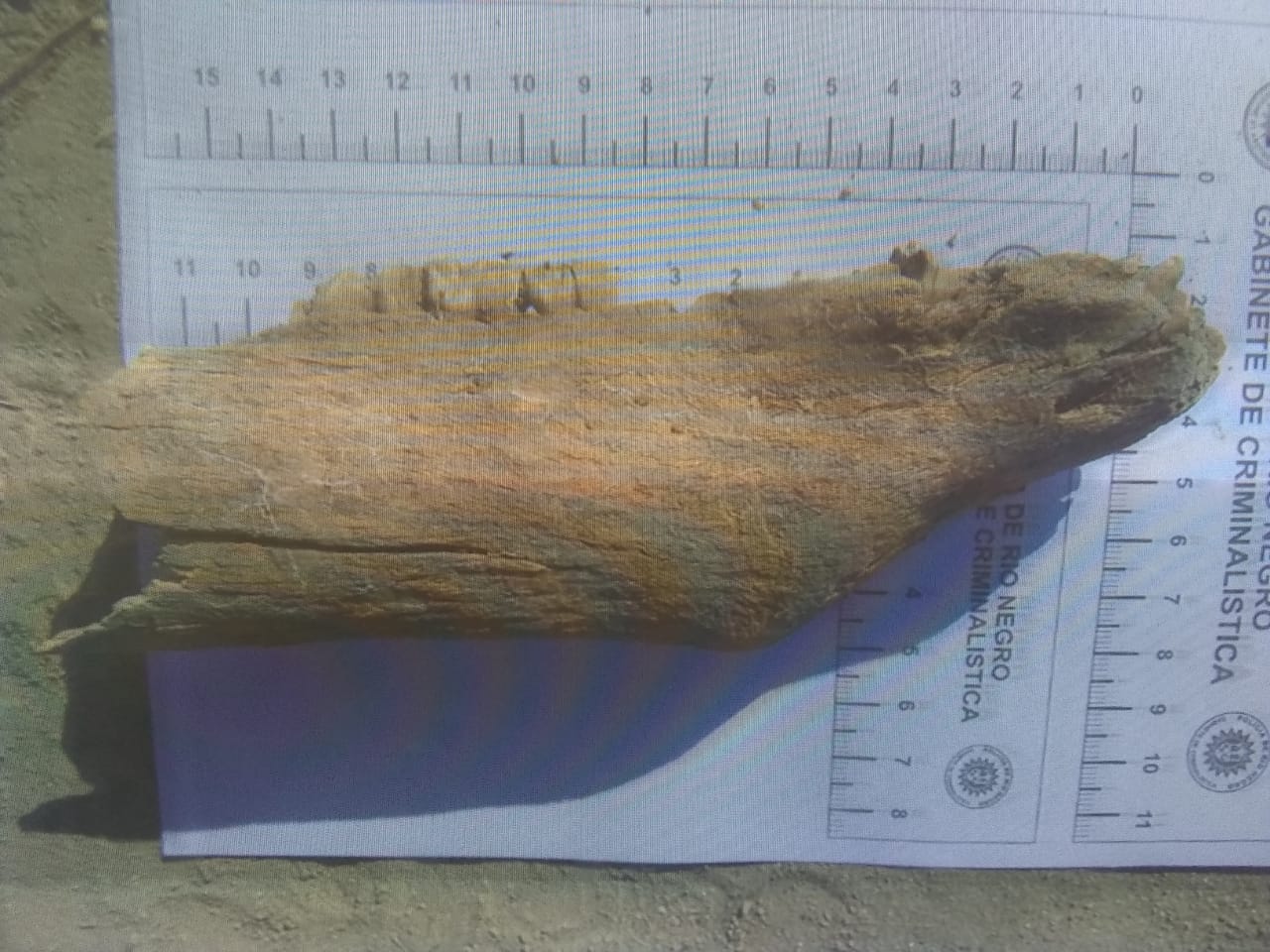 Esta fue "la mandíbula" encontrada en la barda. La familia solicitó que los restos sean sometidos a estudios por parte de los peritos.