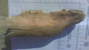 Los restos óseos hallados en Roca son de un animal y no de una persona