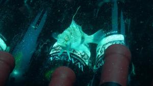 Las Grutas estrena cava submarina, de la mano de bodegas Tapiz y Cota Cero Buceo