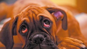 Conjuntivitis, un problema para las mascotas del Valle