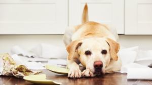 Perros desobedientes: qué hacer y cómo educarlos
