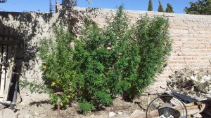 Secuestraron cuatro plantas de marihuana en Cutral Co