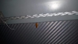 Solicitan la intervención nacional sobre Plusmar por irregularidades en el servicio Viedma-La Plata