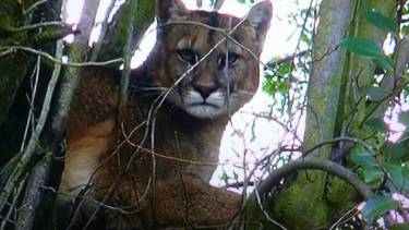 Se trataba de un ejemplar adulto de gran tamaño.