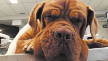 Ronda, la hermosa dogo de burdeos que logró una segunda oportunidad. (Foto gentileza)